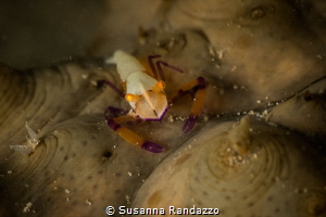 Imperial shrimp ( Periclemenses imperator)_March 2024
(C... by Susanna Randazzo 